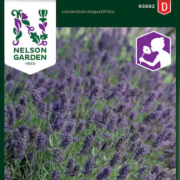 Huvudbild för Lavendel